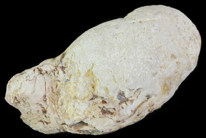 Cretaceous Fish Coprolite (Fossil Poop) - Kansas #64184